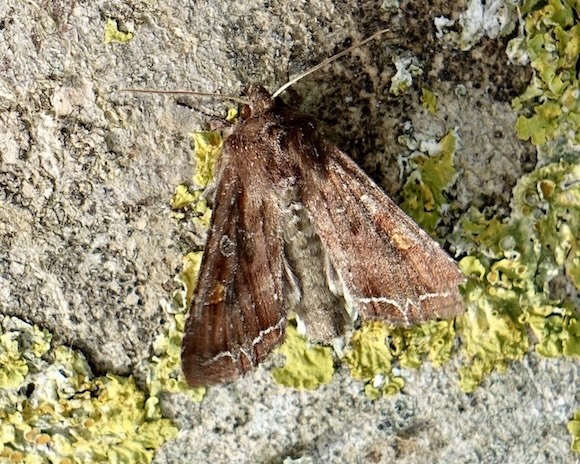 bright-line brown-eye